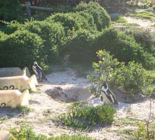 Pinguine