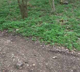 Wanderung rund um das Rusenschloss Gerhausen