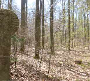 Wandereindrücke: von Handthal nach Ebrach