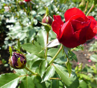 Ros33 - eine der letzten Rosen