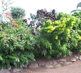 Jardin Botanico de Cactus im Oasispark