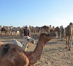 Kamelmarkt El Shalateen