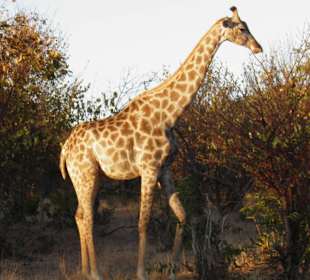 Im Chobe Nationalpark