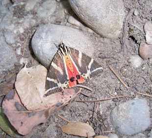 Schmetterlingstal Rhodos