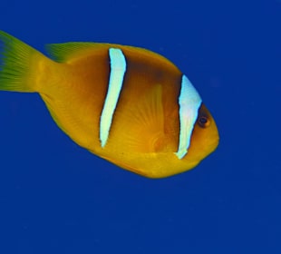 Tauchbasis Freedom Divers Safaga