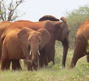 Elefanten