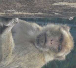 Im Tierpark bei den Affen