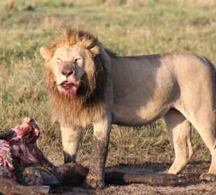 Mein Alpha King in Masai Mara