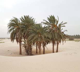 Ab geht`s in die Sahara