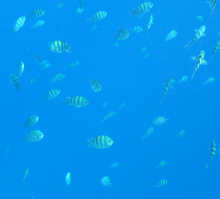 Schnorcheln Makadi Bay