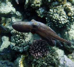 Schnorcheln Marsa Alam