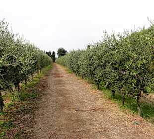 Ölmühle Moulin Saint Pierre