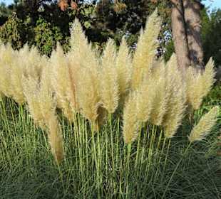 Rundgang durch das herbstliche "Planten un Blomen"
