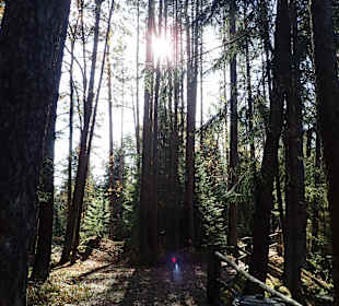Naturpark Heidenreichsteiner Moor