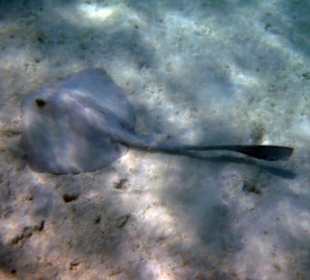 Federschwanzstechrochen Schnorcheln Gorgonia Beach