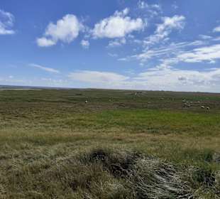 Insel Röm, Rømø, Romo