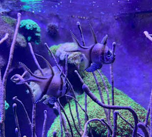 Aquazoo Löbbecke Museum Düsseldorf