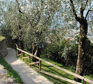 Durch Olivenhaine
