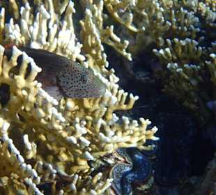 Vielfaltiges Hauriff