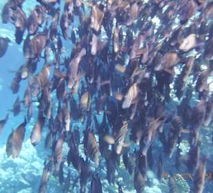 Fischschwarm beim Schnorcheln