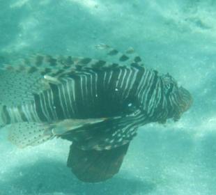 Rotfeuerfisch