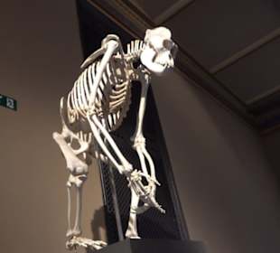 Museum für Naturkunde