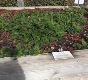 Kräutergarten