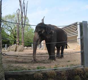 Elefant