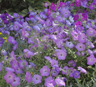 Ein schöner Garten