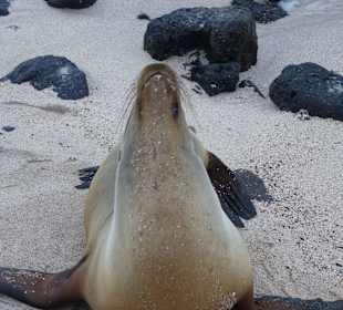 Viele Seelöwen teilweise mit Jungtieren