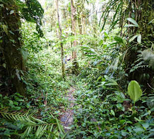 Wanderung durch den Nebelwald/Regenwald
