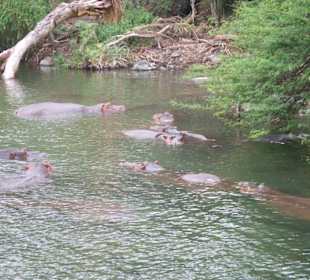 Flußpferde in Mzima Springs