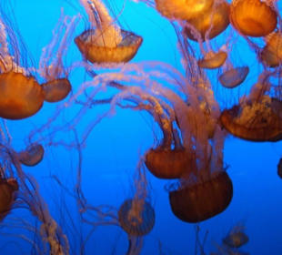 Monterey Bay  Aquarium