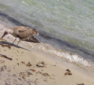 Vogelfütterung