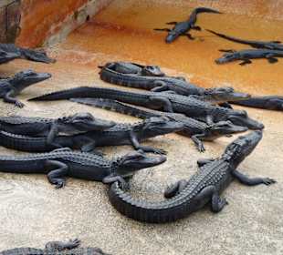 Alligator Farm