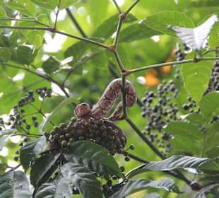 Schlange bei der Kanutour