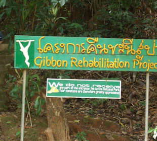 Gibbon Rehabilation Project