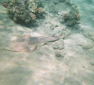 El Malikia Abu Dabbab Resort Marsa Alam