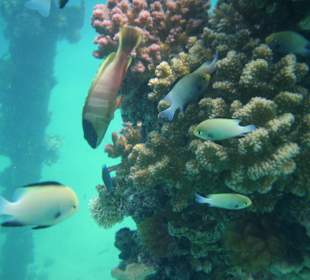 Schnorcheln am angelegtem Hausriff