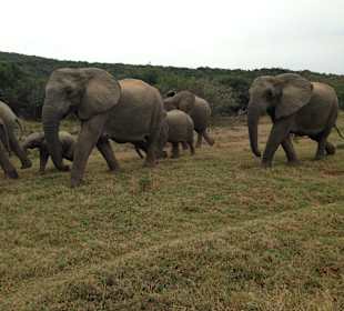 Elefantenherde bei einer Safari