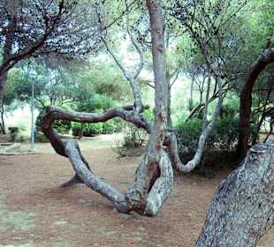 Lesopark v El Arenal krásná procházka