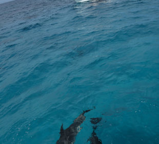 Mit etwas Glück kann man Delfine sehen