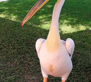 Al Areen Wildlife Park