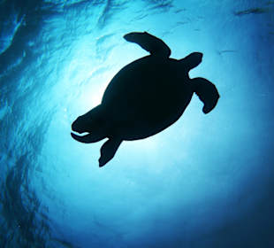 Schnorcheln Makadi Bay