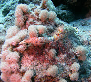 Schnorcheln Marsa Alam