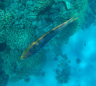 Schnorcheln Hurghada