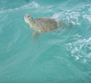 Riesenschildkröte
