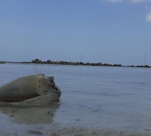 Muscheln auf Saona
