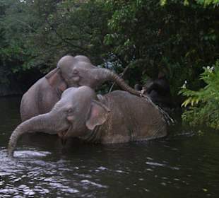 jungle cruise by boat