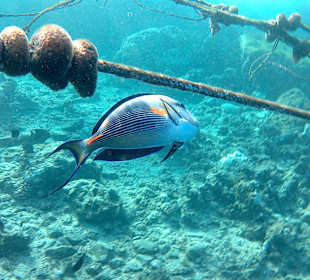 Schnorcheln Hurghada